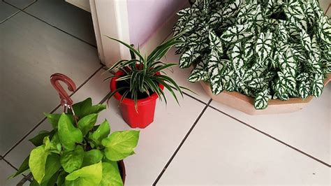 Plantas De Folhagem Linda E F Cil De Cultivar Youtube