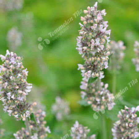 Nepeta Subsessilis Pink Dreams Komeakissanminttu Tommolan Tila