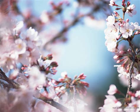 🔥 [90+] Japanese Cherry Blossom Wallpapers | WallpaperSafari