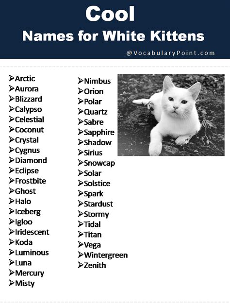 150+ Fluffy White Cat Names : Cute, Funny and Best - Vocabulary Point