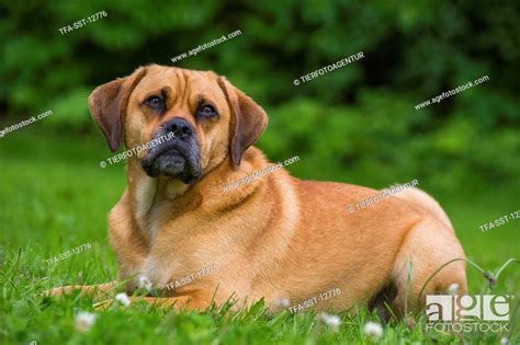 Lying Puggle Stock Photo Picture And Rights Managed Image Pic Tfa