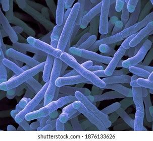 Close Mycobacterium Smegmatis Bacteria Stock Illustration 1876133626 | Shutterstock