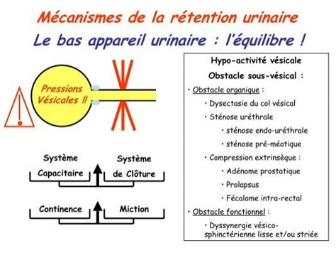 Mécanismes de la rétent