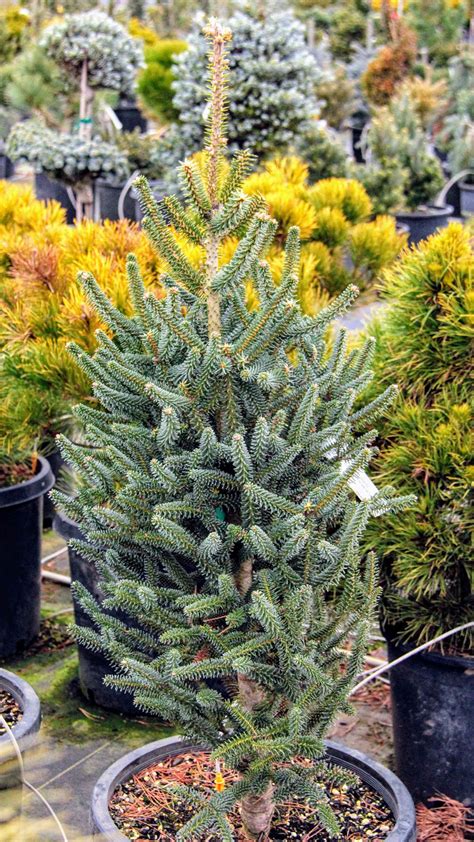 Abies Pinsapo Fastigiata Spanish Fir Conifer Kingdom