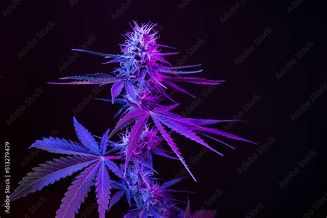 Deep purple Cannabis plant. Marijuana flower. Medical Marijuana in violet neon light on black ...