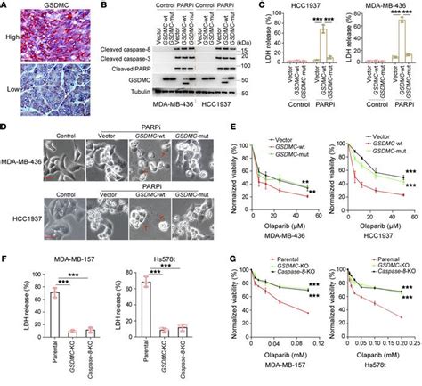 Jci Gasdermin C Sensitizes Tumor Cells To Parp Inhibitor Therapy In