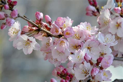 Los Cerezos En Flor Aportan Un Rayo De Esperanza A Los Japoneses