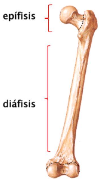 Generalidades de la osteología Huesos del cuerpo humano Anatomia y