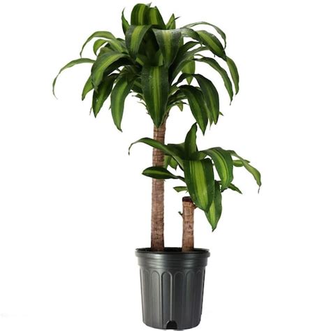 Dracaena Massangeana Live Corn Plant 10 Potlarge Etsy