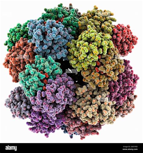 Molecular Model Of Haemoglobin From The Giant Tube Worm Riftia