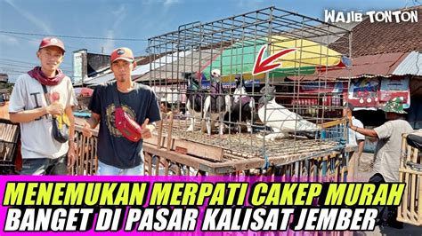 Grebek Pasar Kumpulan Merpati Super Bagus Harga Terjangkau Youtube