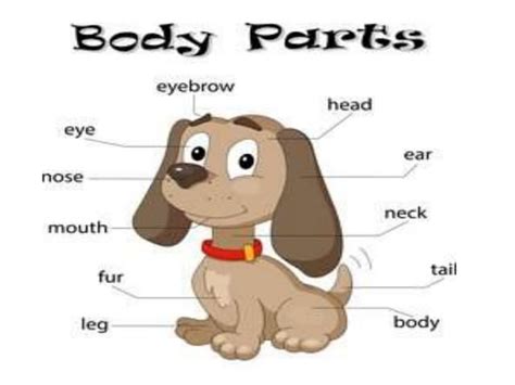 body parts  animalspptx scielce lesson  grade  pptx