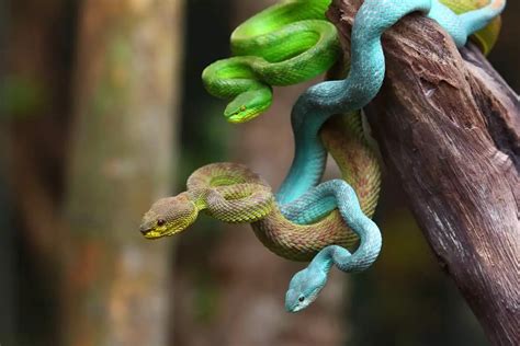 4 Different Types Of Snakes NatureNibble