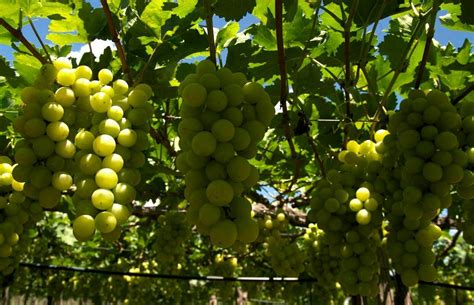 Vinhos Do Vale Do S O Francisco Recebem Indica O De Proced Ncia Do Inpi