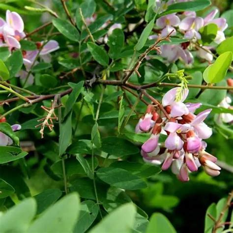 Falsa Acacia Cuidados Y Cultivo De La Robinia O Pseudoacacia