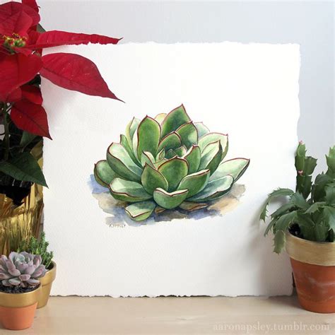 Aaron Apsley Echeveria Perle Von Nurnberg Watercolor Flower