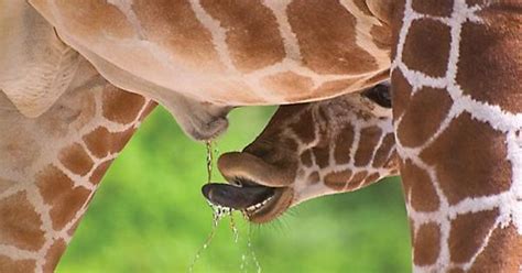 Just A Giraffe Drinking It S Own Pee Imgur