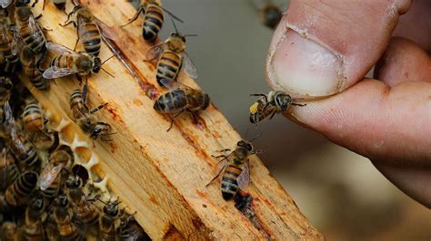 Record de mortalité des abeilles en France colère des apiculteurs