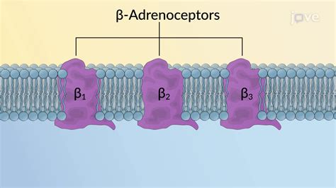 Adrenergic Receptors Subtype Pharmacology Jove