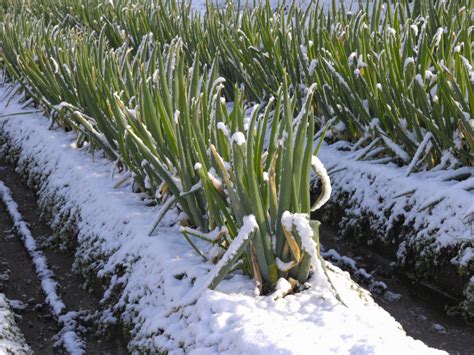 Qué se puede sembrar en invierno Aprovecha la temporada para cultivar