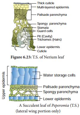 Ecological Adaptations | Hydrophytes | Xerophytes | Mesophytes ...