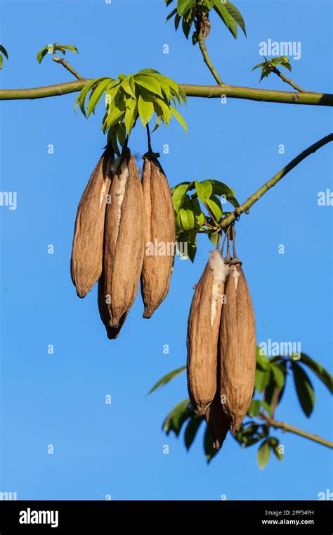 Kapok Fruit Hi Res Stock Photography And Images Alamy