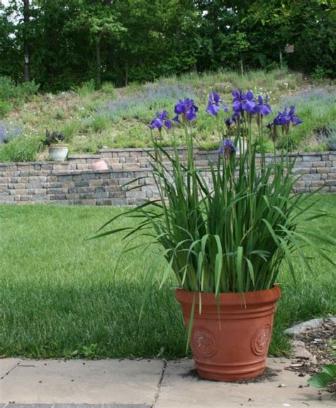 Best Blue Flowers To Grow In Containers Balcony Garden Web