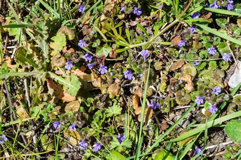 Ground ivy flowers stock photo. Image of environment - 179056602