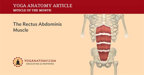 Diagram Of Rectus Abdominis