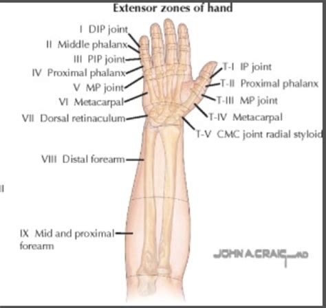 Hand Anatomy Tendons Extensor