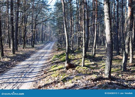 Het Heldergroene Bos Natuurlijke Licht Van De Gangdag Zonneschijn