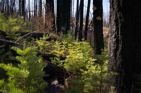 You Can Now Cut Down A Christmas Tree For Free In This California