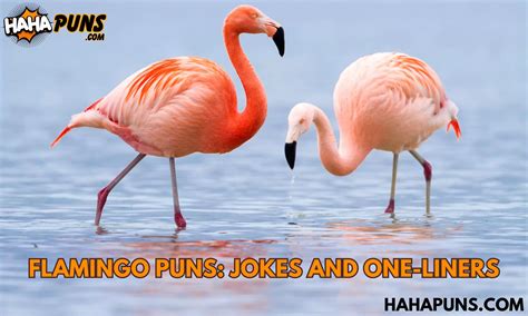 180 Flamingo Puns Jokes And One Liners