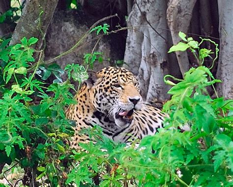 Jaguar Xcaret Yucatan Peninsula Mexico Chris Campbell Flickr