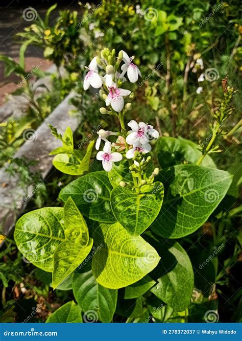 Close Up Of Pseuderanthemum Plant Stock Image Image Of Botanical