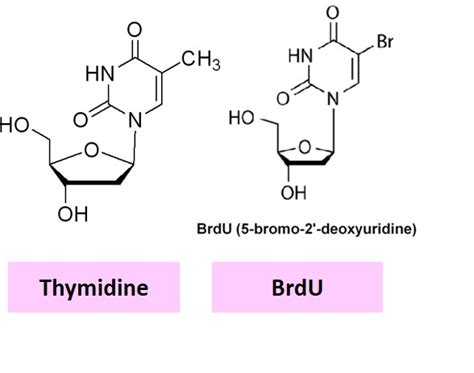 Imunohistokimia Ihc Bromo Deoxyuridine Brdu Dalam Studi