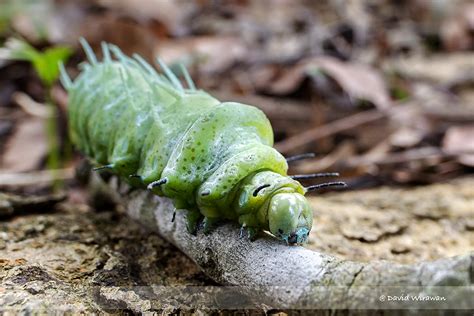 Atlas Moth - Singapore Geographic