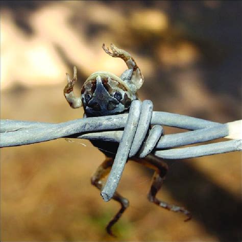 Juvenile Upland Burrowing Tree Frog Smilisca Dentata Impaled On