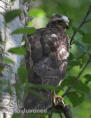 Accipiter Nisus IN Eurasian Sparrowhawk EN US FI