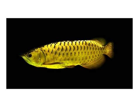 Learn Insider Arowana Care Tips, Arowana Fish Care, Arowana Red, White ...