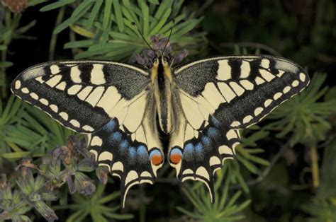 European Lepidoptera and their ecology: Papilio machaon