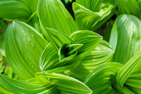 How To Grow And Care For False Hellebore