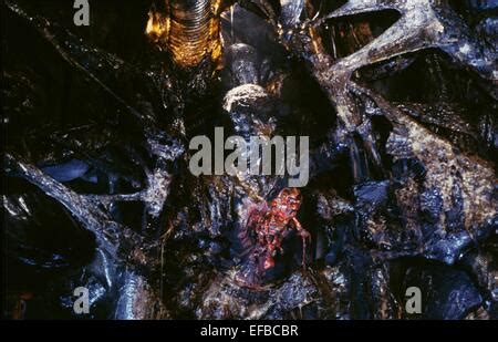 ALIEN COCOON SCENE ALIENS (1986 Stock Photo, Royalty Free Image ...