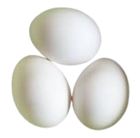 White Oval Shape Healthy Fresh Egg Egg Origin Chicken At Best Price In Rasipuram Quality