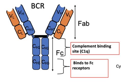 Antibody Structure Fab Fc