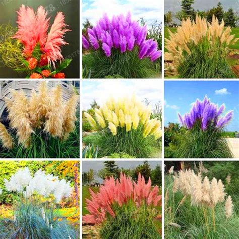 Pampas Grass Flower Seeds 500pcs Rare Exotic Free Shipping Worldwide