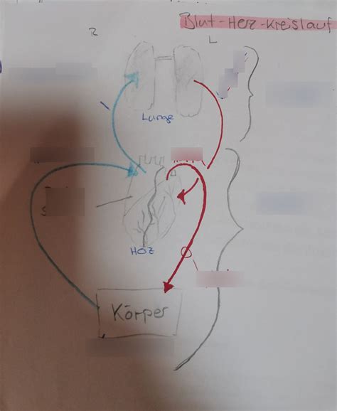 Schaubild Blut Herz Kreislauf Humanbiologie Quizlet