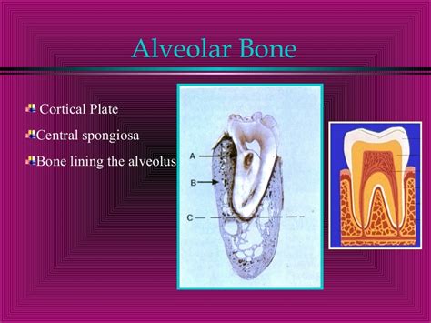 Alveolar Bone