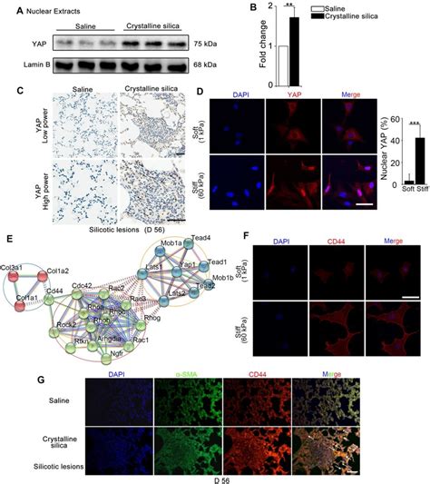 Mechanics Induced Yap Localization And Cd Expression In Fibroblasts