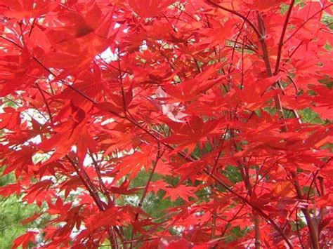 Acer Palmatum Fireglow Wholesale Nursery Nurseries In Melbourne